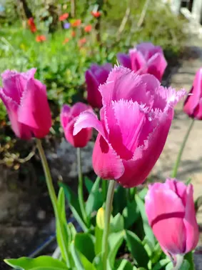 Bassin et fontaine du jardin