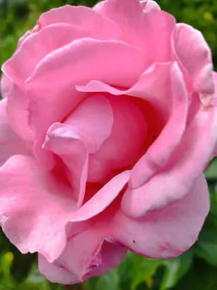 Allée fleurie du jardin