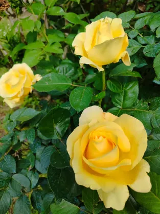 Préparation des soins ayurvédiques