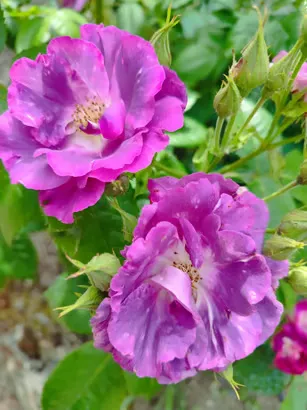 Vue panoramique sur la nature